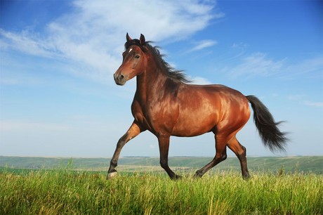 1001 thắc mắc: Lí do gì khiến ngựa thích ngủ đứng?