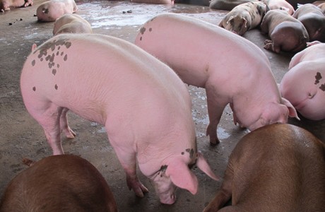 Kỹ thuật nuôi lợn thịt siêu nạc cơ bản nhất đạt hiệu quả cao