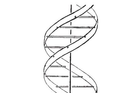Bài thực hành Quan sát và lắp mô hình ADN trang 46 Vở bài tập Sinh học 9   Vở bài tập Sinh học 9