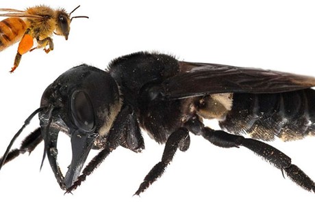 Cùng đến với thế giới kỳ thú của ong vò vẽ thông qua bức ảnh này. Tìm hiểu về sự đa dạng của loài ong này và tầm quan trọng của chúng đối với môi trường sống.