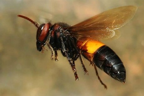 Ong vò vẽ - Hãy khám phá hành trình kiếm tìm mật của những chú ong vò vẽ đáng yêu trong bức ảnh này. Chúng sẽ làm bạn cảm thấy thích thú bởi sự siêng năng và thông minh của chúng.