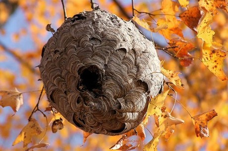 Ong vò vẽ tổ chức tổ ong của mình một cách vô cùng độc đáo và khác biệt. Nếu bạn muốn khám phá thêm về sinh thái học và cách mà loài ong sống, hãy xem bức ảnh này!