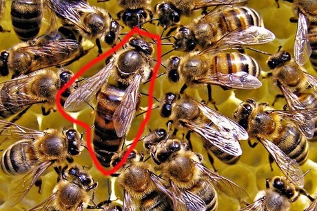 Ong chúa tẩy não có tác dụng tuyệt vời trong việc cải thiện trí nhớ và khả năng tập trung. Nếu bạn muốn biết thêm về công dụng của ong chúa tẩy não, hãy xem hình ảnh liên quan đến từ khóa này để được khám phá sự kỳ diệu của loài ong này.