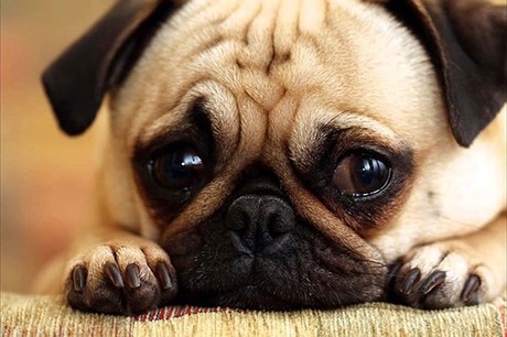Một chú chó xinh xắn đang khóc nghẹn ngào trước ống kính, hình ảnh cực kì đáng yêu và xúc động. Hãy đến và cùng chia sẻ cảm xúc với ảnh chó khóc cute này.