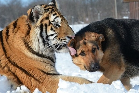 Cuộc chiến giữa chó đuổi và hổ cũng là một trong những trận chiến gây cấn và kịch tính nhất. Thế giới động vật ẩn sâu xa đầy màu sắc sẽ hiện ra khi bạn xem cảnh chó đuổi táo bạo chống lại hổ dữ. Hãy cùng tận hưởng trận chiến hoành tráng này.