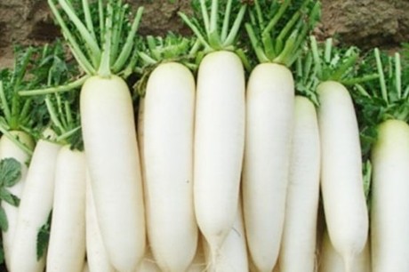 Củ cải trắng: Cực tốt và cực độc, biết mà tránh khi ăn kẻo rước ...