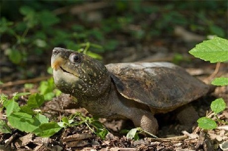 Những chú rùa đầu to đã trở thành biểu tượng của sự trầm tư và sự vững vàng. Hình ảnh chúng sẽ đưa bạn vào một thế giới đầy cảm hứng và khám phá về sự mạnh mẽ của loài động vật này.