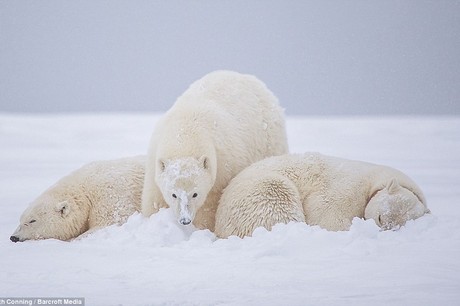 Hình ảnh gấu bắc cực ủ ấm vượt bão tuyết sẽ khiến bạn cảm thấy tràn đầy tình yêu và động lòng mạnh mẽ. Chúng ta hãy cùng chiêm ngưỡng bộ lông khá béo, bụng tròn và cả khuôn mặt đáng yêu của những chú gấu bắc cực này nhé!