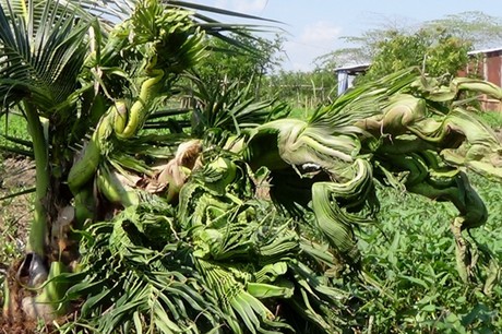 Hãy cùng chiêm ngưỡng vẻ đẹp của cây dừa - loài cây trồng nhiều ở miền Nam Việt Nam, với những tán lá xanh mượt, hoa trắng thơm ngát và quả ngọt thanh mát. Với hình dáng độc đáo và lợi ích vô số, cây dừa đã trở thành biểu tượng của vùng đất phương Nam xinh đẹp.