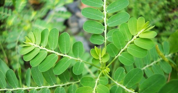 cây chó đẻ là cây gì
