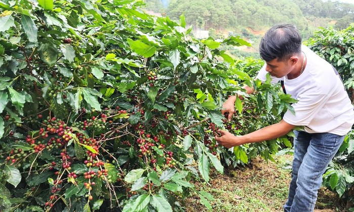 Vùng sâu Di Linh tái canh cà phê để giảm nghèo 