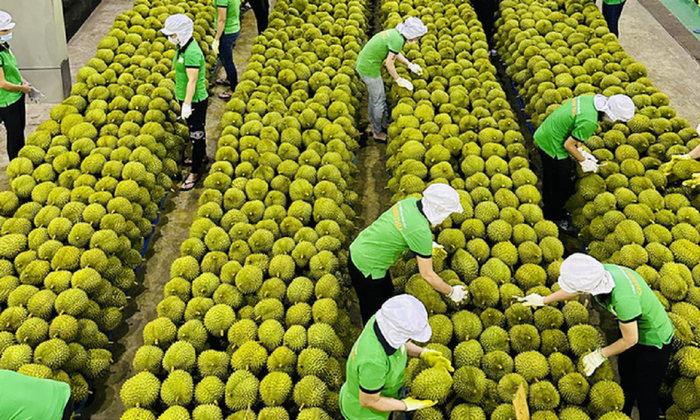 Những mặt hàng giúp nông sản Việt xuất khẩu ngoạn mục