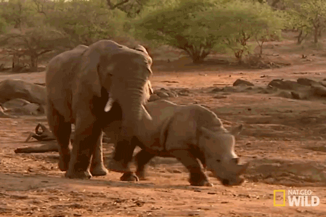 Con voi có sức khỏe vượt trội hơn chú tê giác.