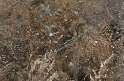 Các tay súng bắn tỉa Nga ngụy trang ẩn thân giữa rừng cây