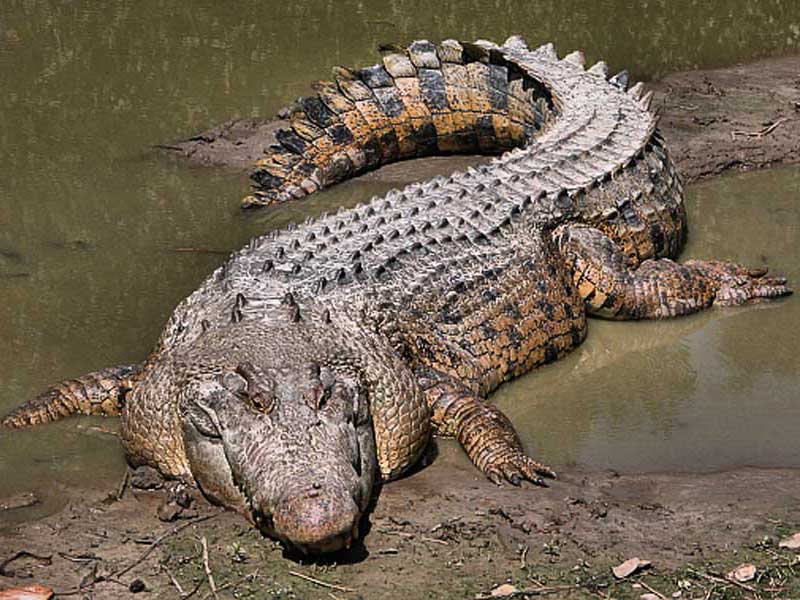 Cá sấu đớp mồi gây ấn tượng tại cuộc thi nhiếp ảnh thiên nhiên  Tư liệu