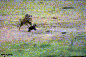 Không thèm ăn thịt, sư tử vẫn cắn gãy chân linh cẩu để cảnh cáo kẻ liều lĩnh