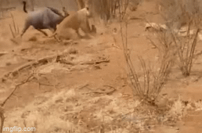 Bị dồn vào đường cùng, linh dương đầu bò tấn công ngược sư tử