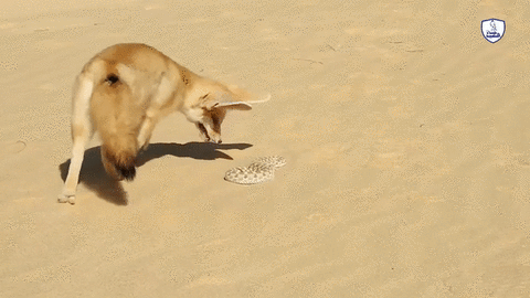 Cuộc chiến sinh tồn: Xem cáo fennec trổ tài săn rắn độc trên sa mạc