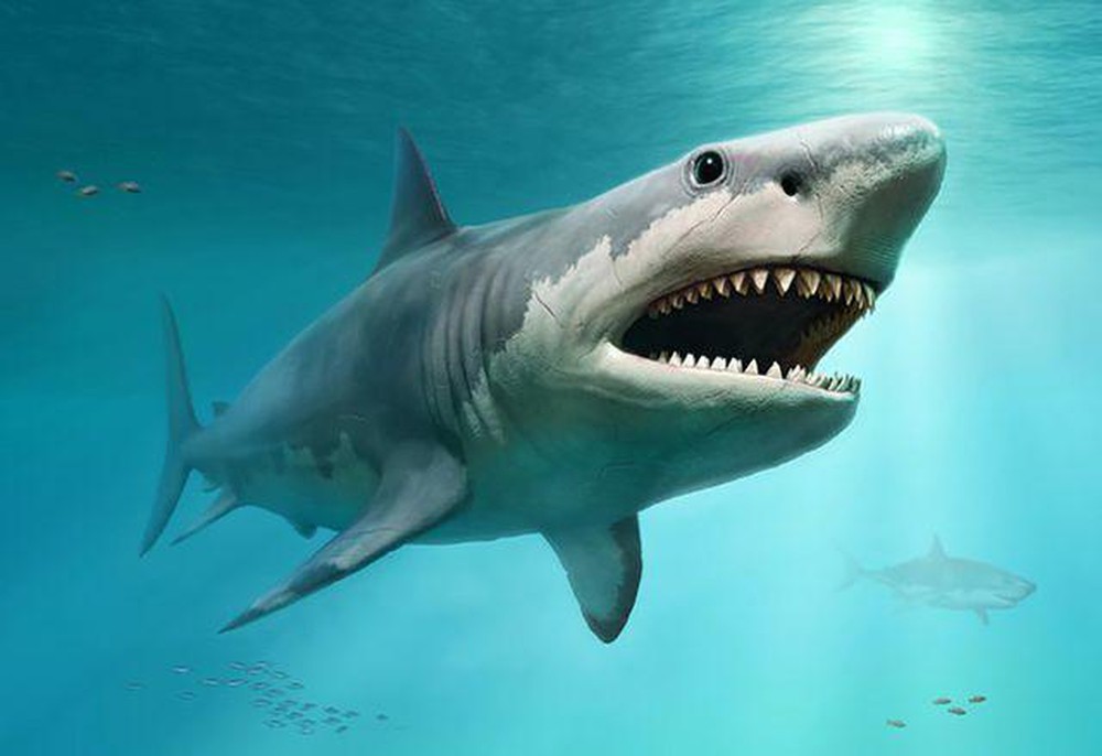 10 hình cá mập đẹp ấn tượng nhất mà bạn không muốn bỏ lỡ ...