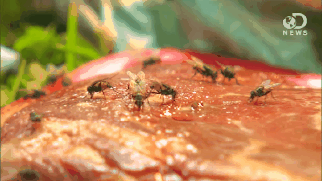 Điều gì sẽ xảy ra khi ruồi đậu vào thức ăn của bạn?