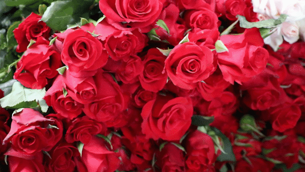 Valentine cận kề, giá hoa hồng tăng vọt; điện thoại giảm giá 70% sau Tết