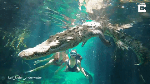 Rợn người với trải nghiệm bơi cùng cá sấu ở Mexico