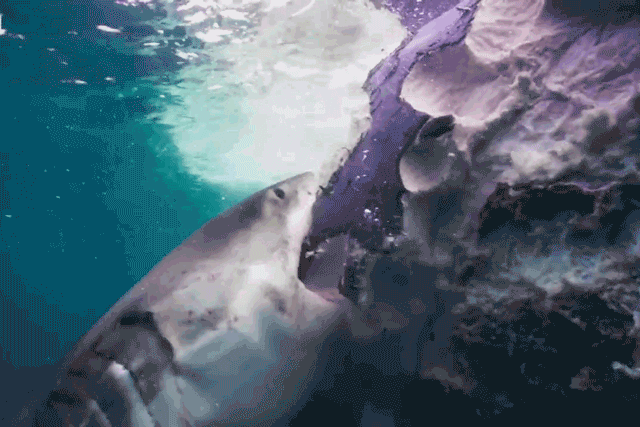 Đàn cá mập ‘xẻ thịt’ cá voi khổng lồ