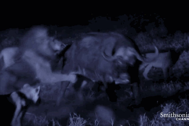 Sư tử ác chiến kinh hoàng với trâu rừng trong đêm