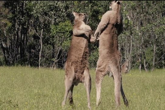 Những con kangaroo đực sẽ chiến đấu với nhau để cạnh tranh quyền thống trị.