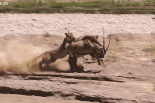 Linh dương sừng thẳng Ả Rập chiến đấu giành sự sống trước 2 con sư tử.