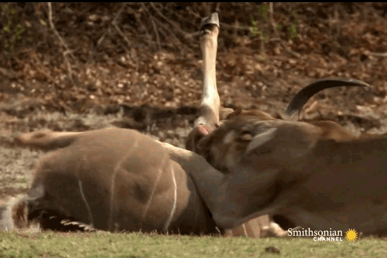 Những con sư tử giết chết linh dương vằn Kudu.
