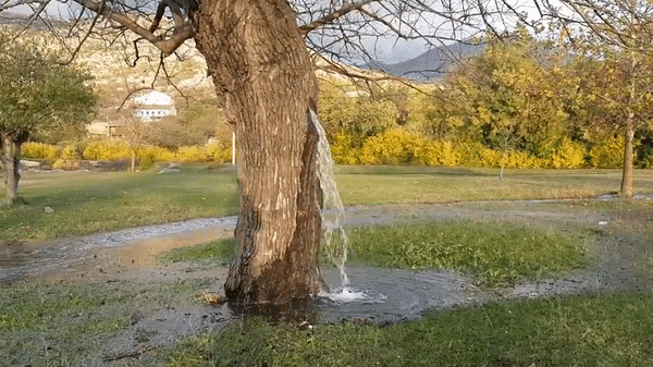 Bí ẩn không lời giải về cây dâu tằm 100 tuổi có thể tuôn nước như suối