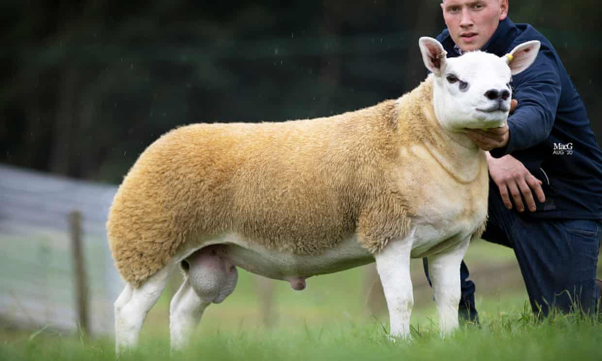 Con Cừu Đắt Nhất Thế Giới: Tên Là Kim Cương, Giá 11,3 Tỉ Đồng