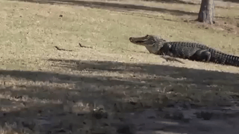 Mẹ con cá sấu di cư trong sân golf.