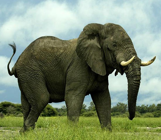 Voi: Tranh vẽ về những chú voi vô cùng đáng yêu sẽ khiến bạn thích thú. Những trăn trở trong việc bảo vệ voi cổ đại sẽ được thể hiện đầy đủ trong các tác phẩm nghệ thuật này.