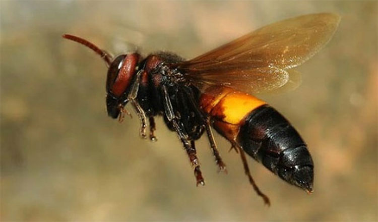 Điều gì khiến ong vò vẽ trở thành một loài quý hiếm? Bức ảnh này sẽ giải đáp mọi thắc mắc của bạn về chúng.