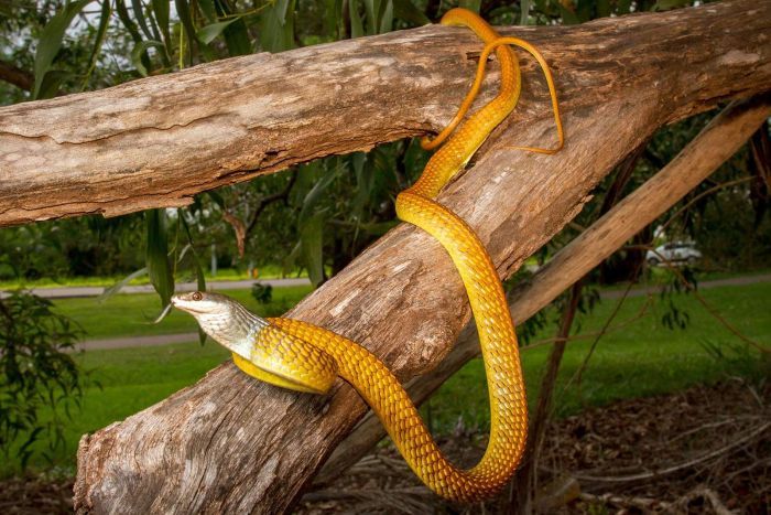 Nọc độc rắn: Mặc dù rắn có thể đem lại những tác động không tốt đẹp khi bị cắn, nhưng chúng vẫn là những con vật rất đáng sợ và đáng quý. Hình ảnh Nọc độc rắn sẽ giúp chúng ta hiểu hơn về chúng và biết cách tôn trọng và giữ an toàn khi tiếp xúc với chúng.