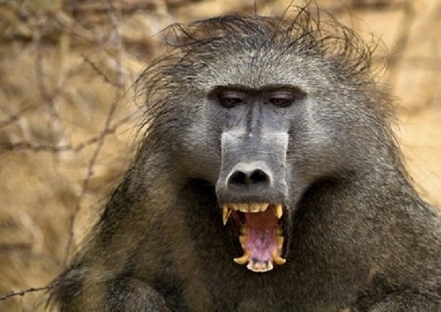 Khỉ đầu chó là loài khỉ có nhiều đặc điểm thú vị như bộ lông xù xoàng, chiếc mũi đen dài và đôi mắt sáng. Hình ảnh của chúng sẽ khiến bạn phải ngạc nhiên với sự đa dạng và độc đáo trong thế giới động vật.