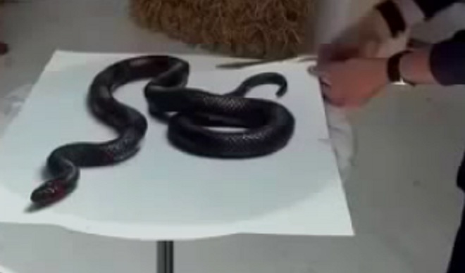 Vẽ rắn 3D: Nếu bạn yêu thích những hình ảnh độc đáo, thì hãy tới và xem bức tranh vẽ rắn 3D này. Với khả năng tạo ra hiệu ứng sâu, bức tranh sẽ khiến bạn có cảm giác như đang sờ vào một con rắn thực sự.