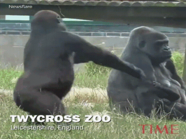 Chú gorilla hồn nhiên múa ba-lê giữa cây cỏ khiến cộng đồng mạng thích thú