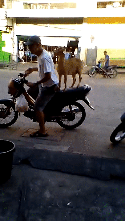 Chú dê biết xin ăn, nhảy lên xe dạo quanh phố phường cùng ông chủ ảnh 2