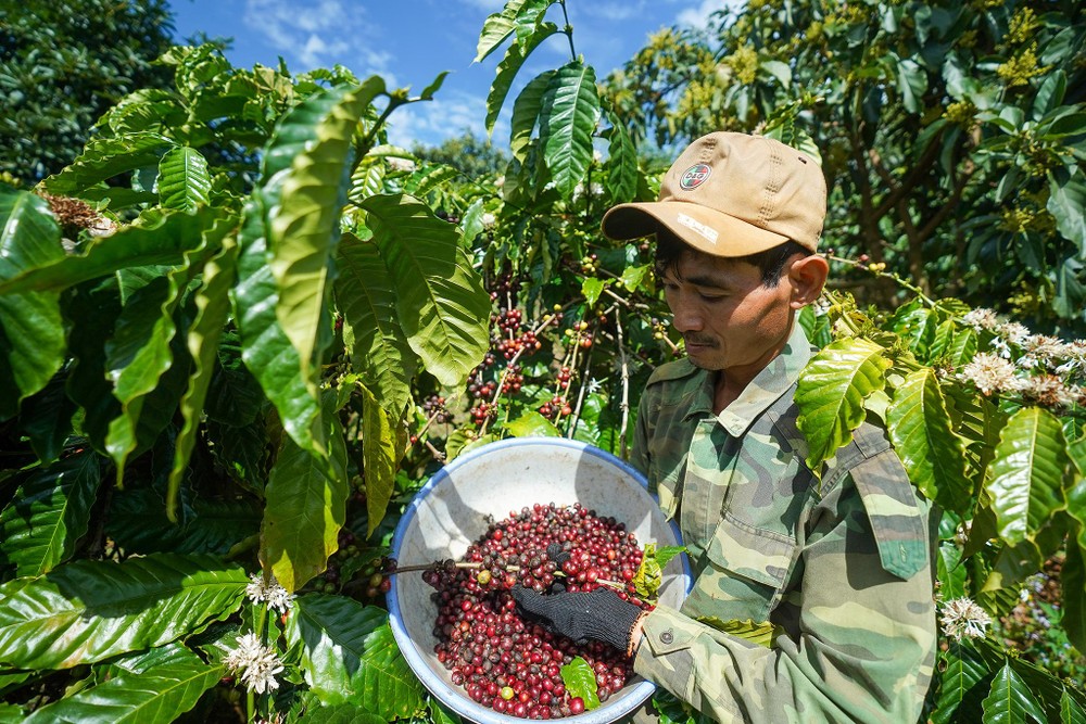 Ông chủ thương hiệu cà phê chồn ở Bình Phước