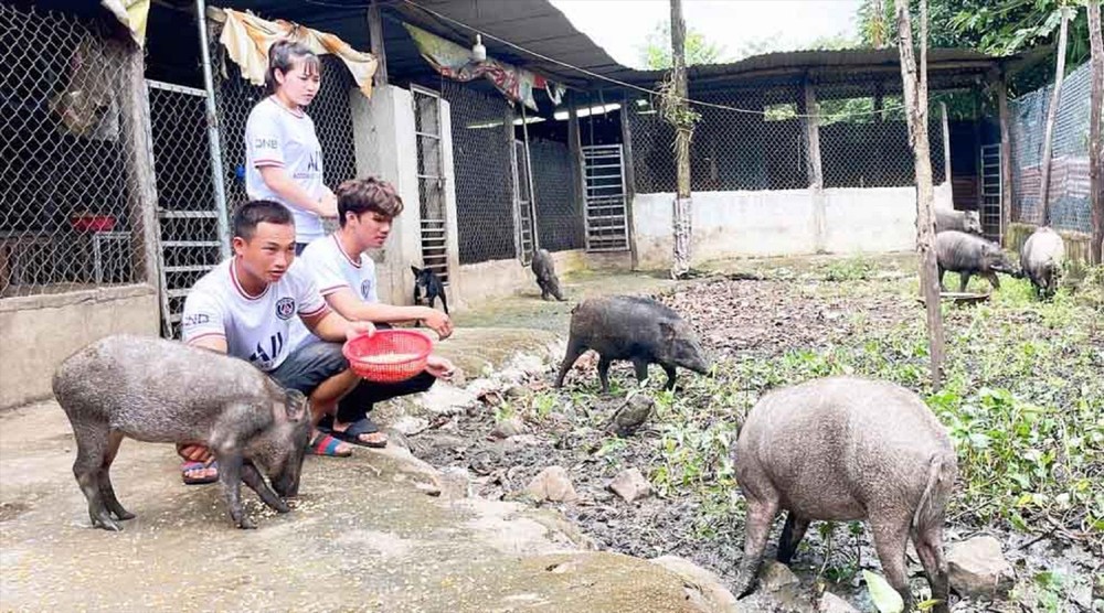 Hợp tác nuôi heo rừng Mô hình kinh tế mới vùng biên