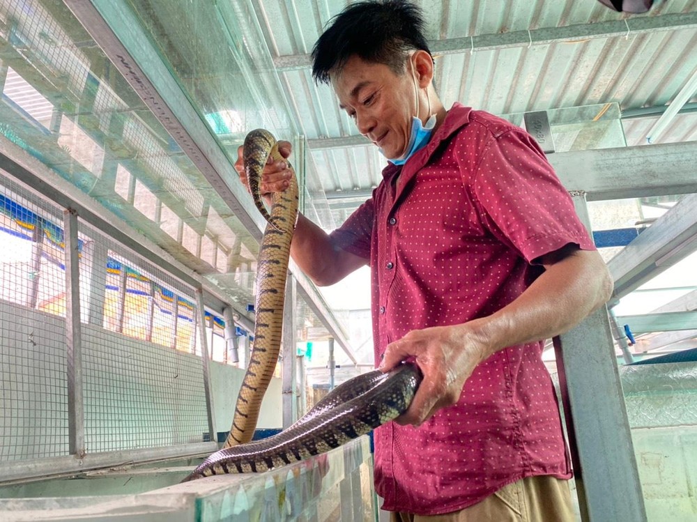 Chàng thợ hồ kiếm trăm triệu đồng mỗi năm với 8m2 bể nuôi nhung nhúc rắn