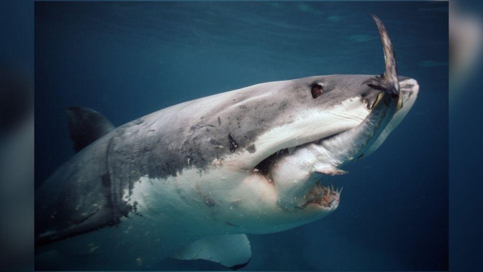 Bạn Biết Gì Về Cá Mập Trắng, Loài Cá Săn Mồi Lớn Nhất Thế Giới?