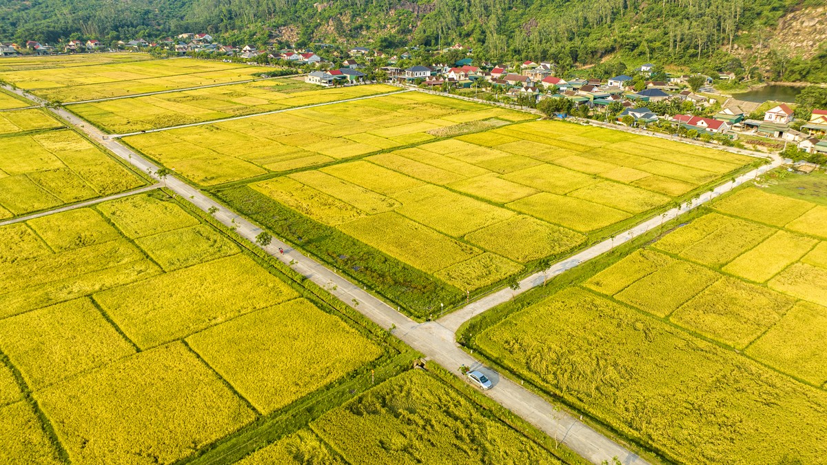 'Bay' trên những cánh đồng lúa chín vàng đẹp như tranh ảnh 2