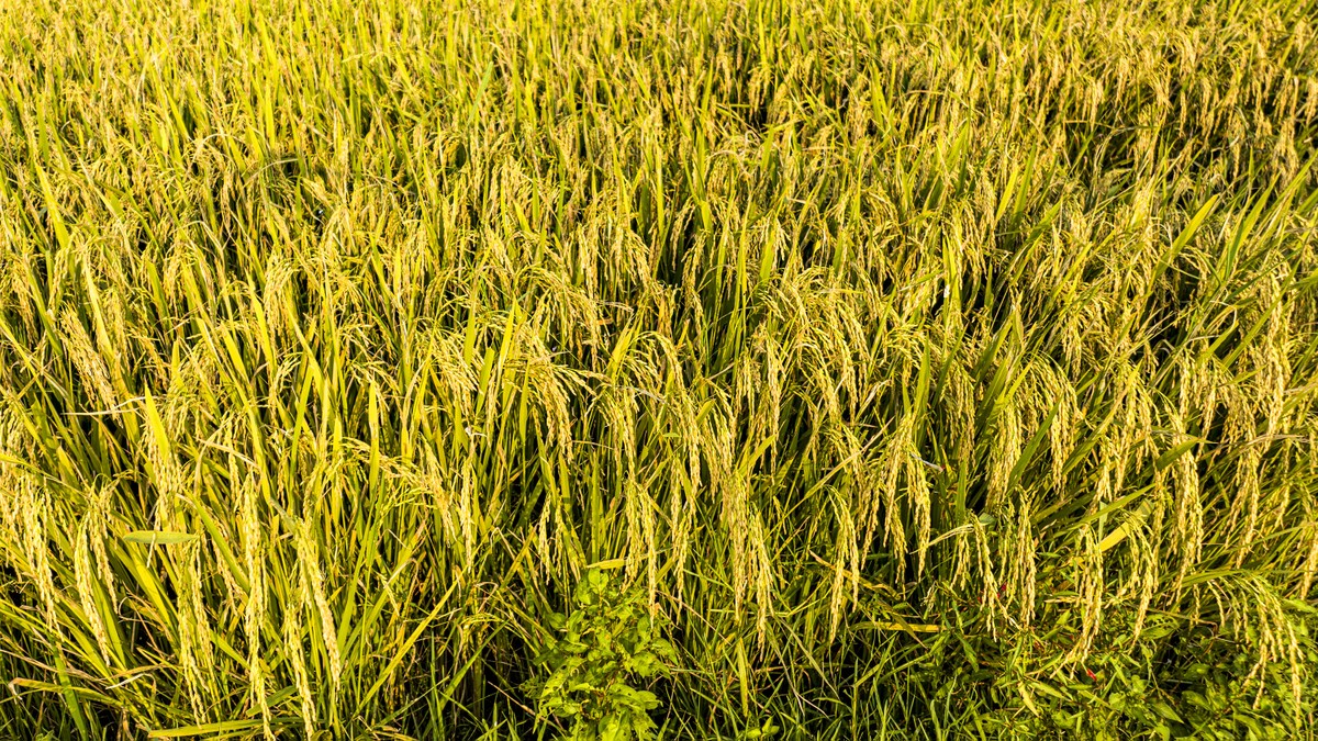 'Bay' trên những cánh đồng lúa chín vàng đẹp như tranh ảnh 10