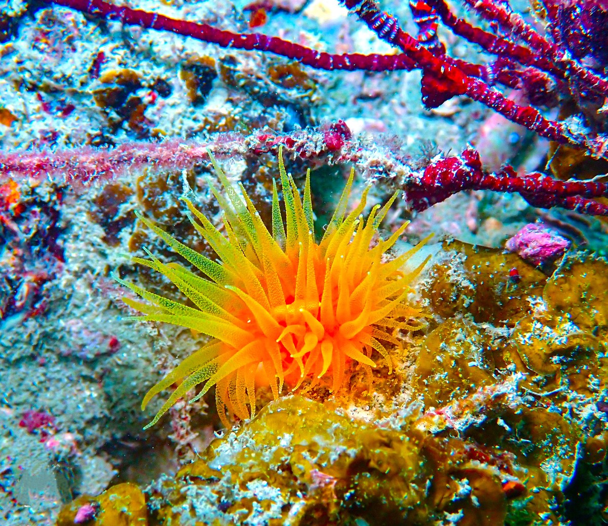 Thưởng ngoạn cảnh siêu thực khi lặn biển ngắm san hô ở Cô Tô
