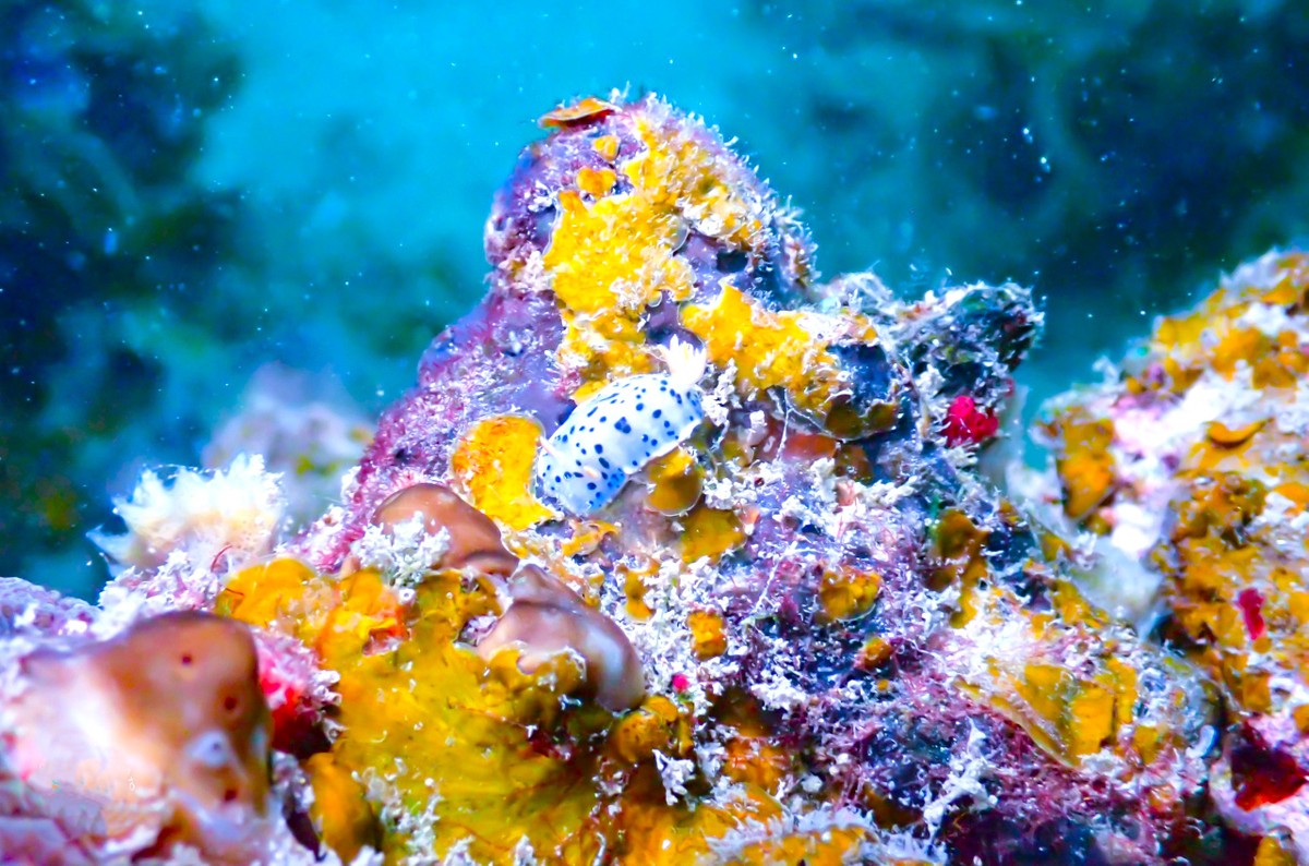Thưởng ngoạn cảnh siêu thực khi lặn biển ngắm san hô ở Cô Tô