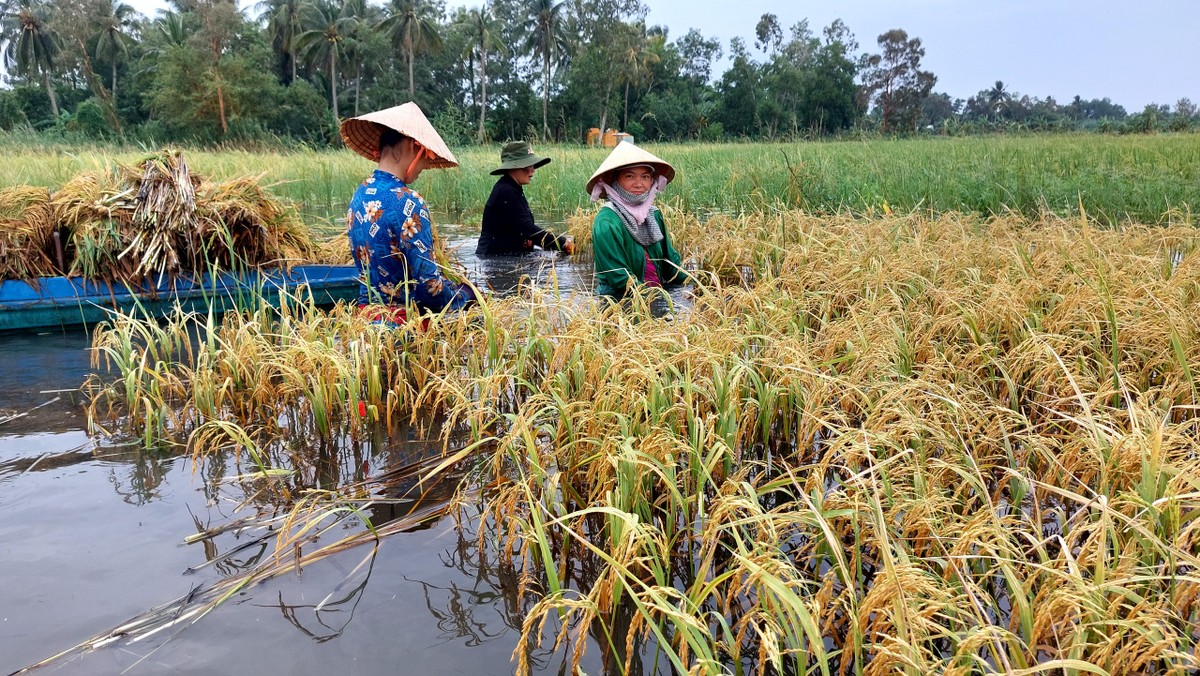 Mekong Delta rice fields submerged in floods | DTiNews - Dan Tri ...